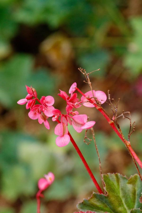 Sherbaug- A Theme Park And Resort Panchgani Exterior foto